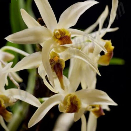 Dendrobium heterocarpum