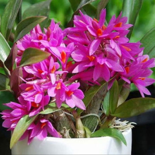 Dendrobium hibiki