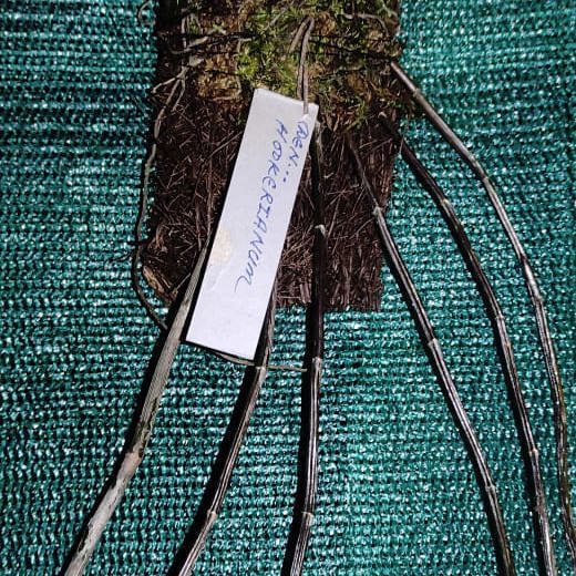 Dendrobium hookerianum