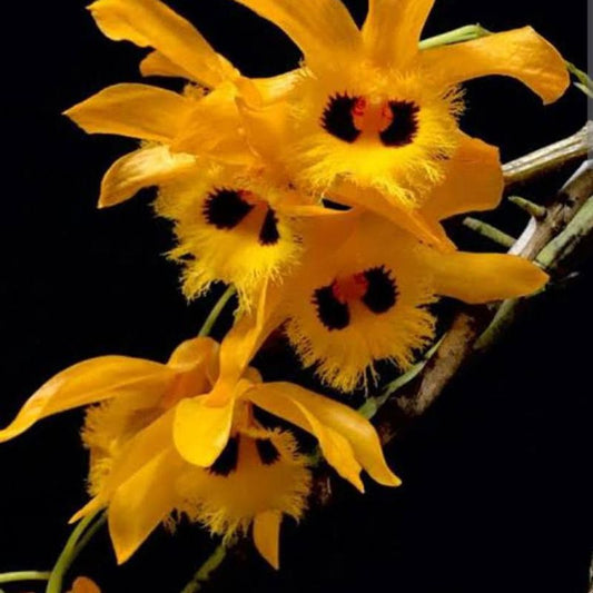 Dendrobium hookerianum