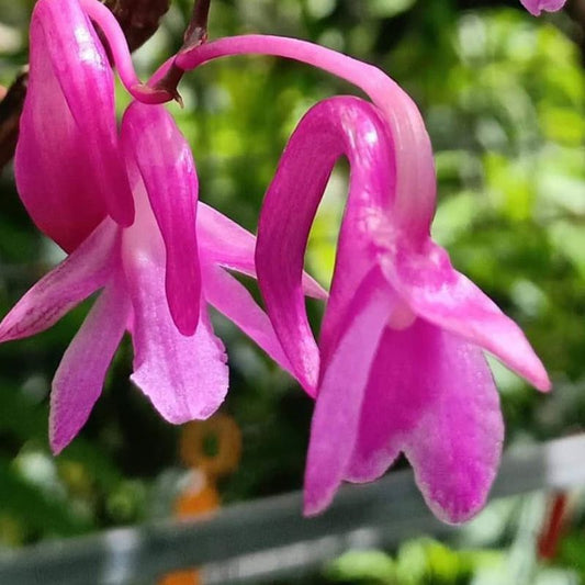 Dendrobium intricatum