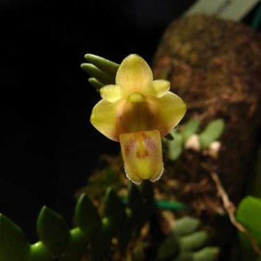 Dendrobium leonis