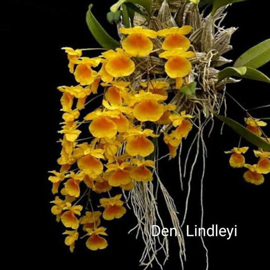Dendrobium lindleyi