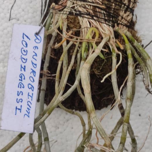 Dendrobium Loddigesii