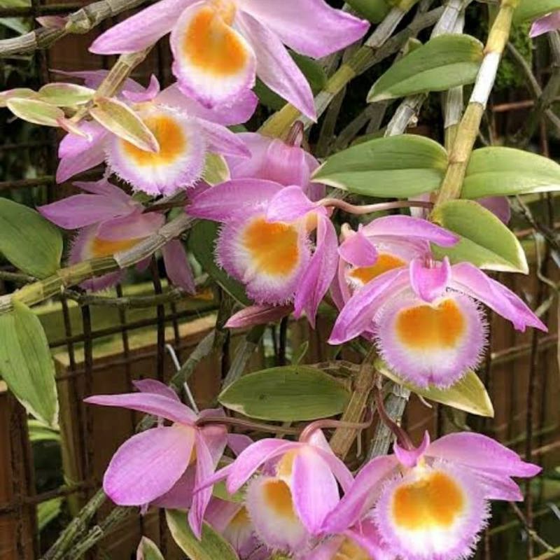 Dendrobium Loddigesii