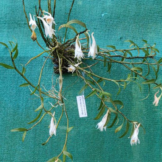 Dendrobium Longicornu