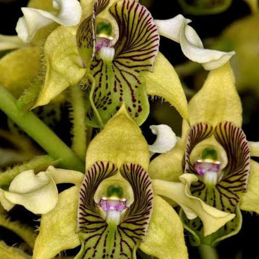 Dendrobium macrophyllum (Large-Leaved Dendrobium)