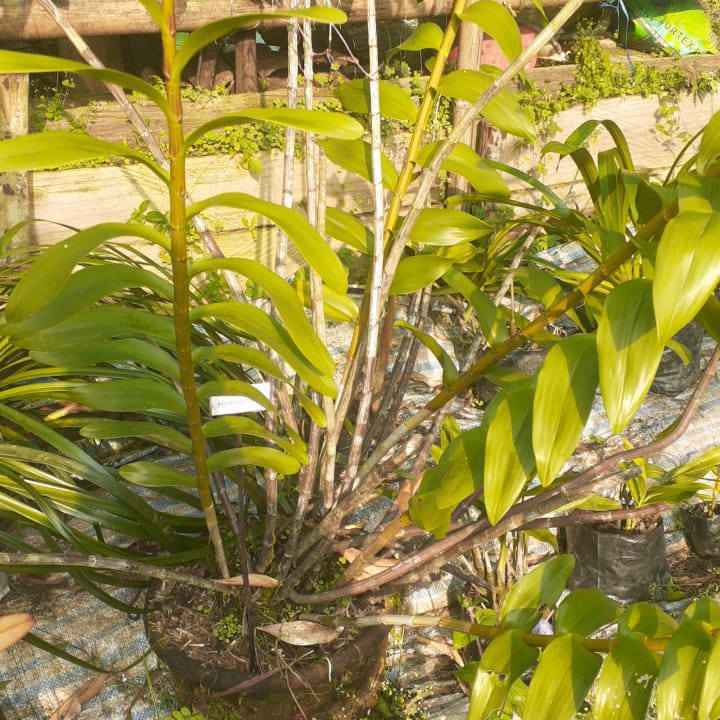Dendrobium Moschatum