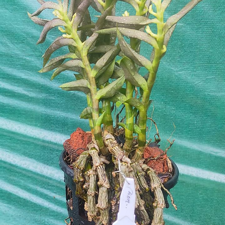 Dendrobium Ochreatum