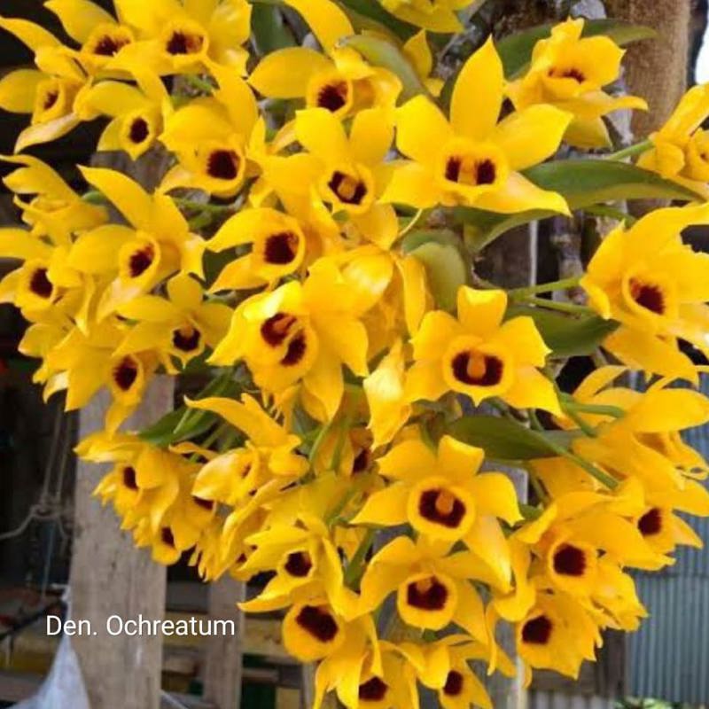 anthurium ochreatum Dendrobium Ochreatum – ASHIYANA STORE