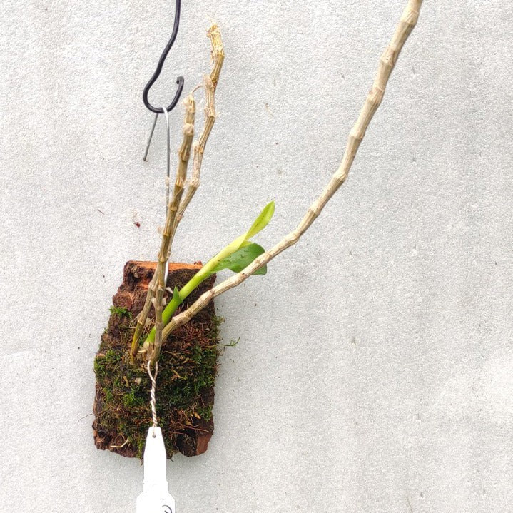 Dendrobium Parishii Alba