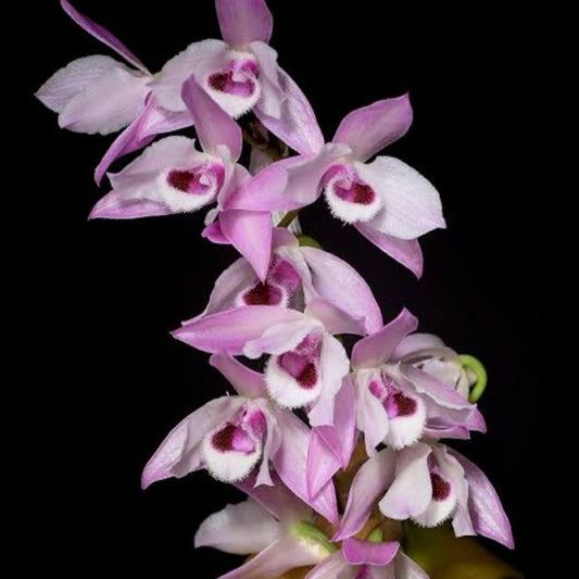 Dendrobium Parisii