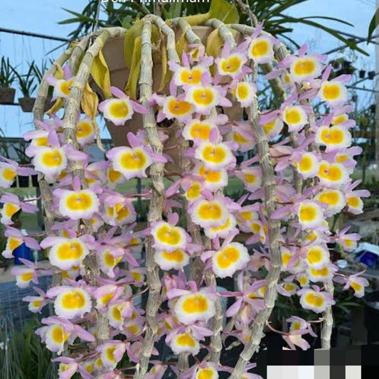 Dendrobium Primulinum