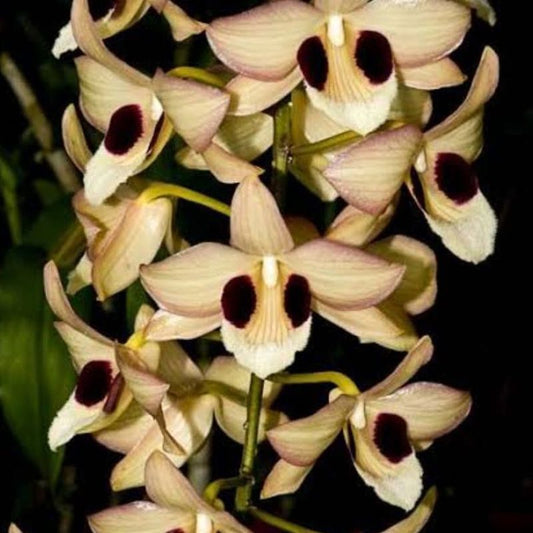 Dendrobium Pulchellum