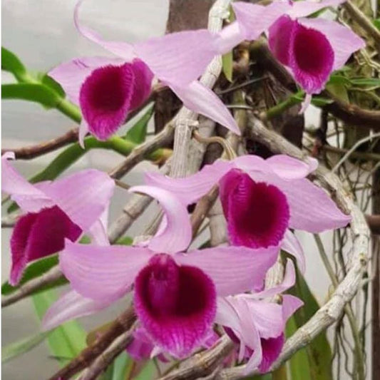 Dendrobium Super Nestor