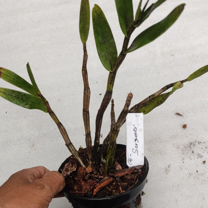 Dendrobium Suzukii