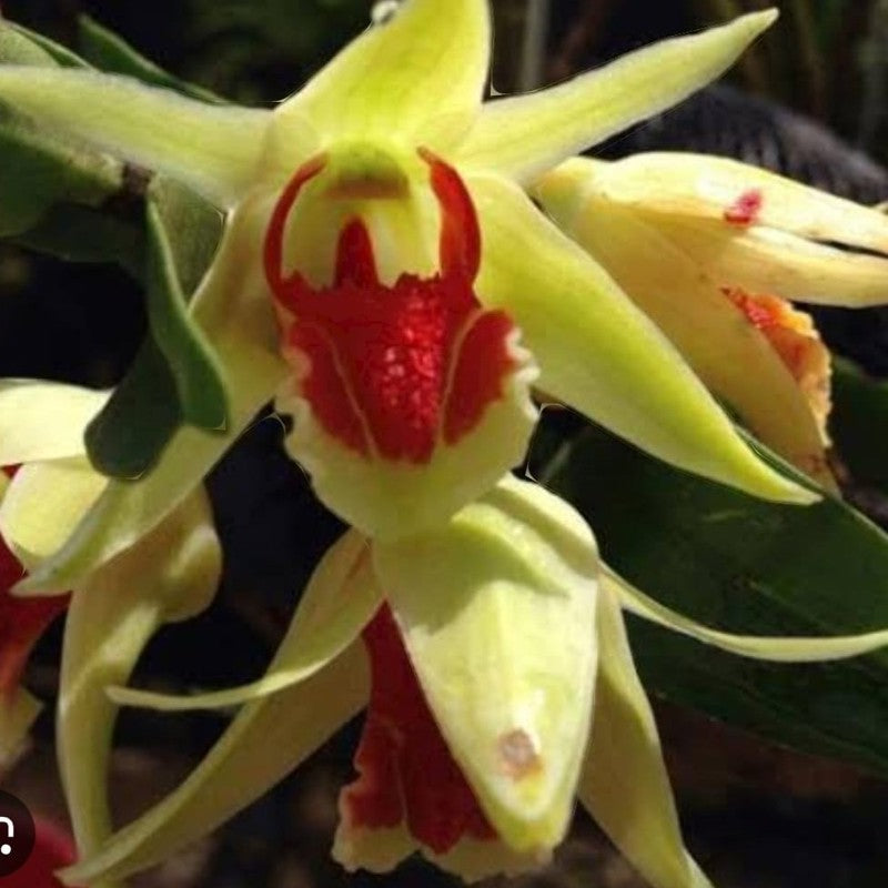 Dendrobium Suzukii