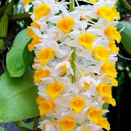 Dendrobium Thrysoflorum