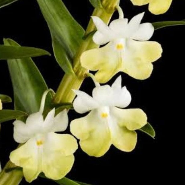 Dendrobium Uniflorum