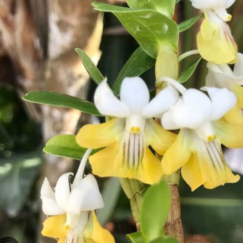 Dendrobium Uniflorum
