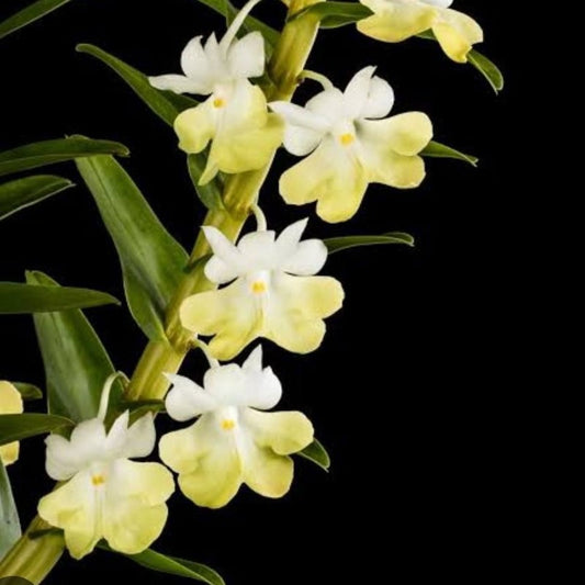 Dendrobium Uniflorum