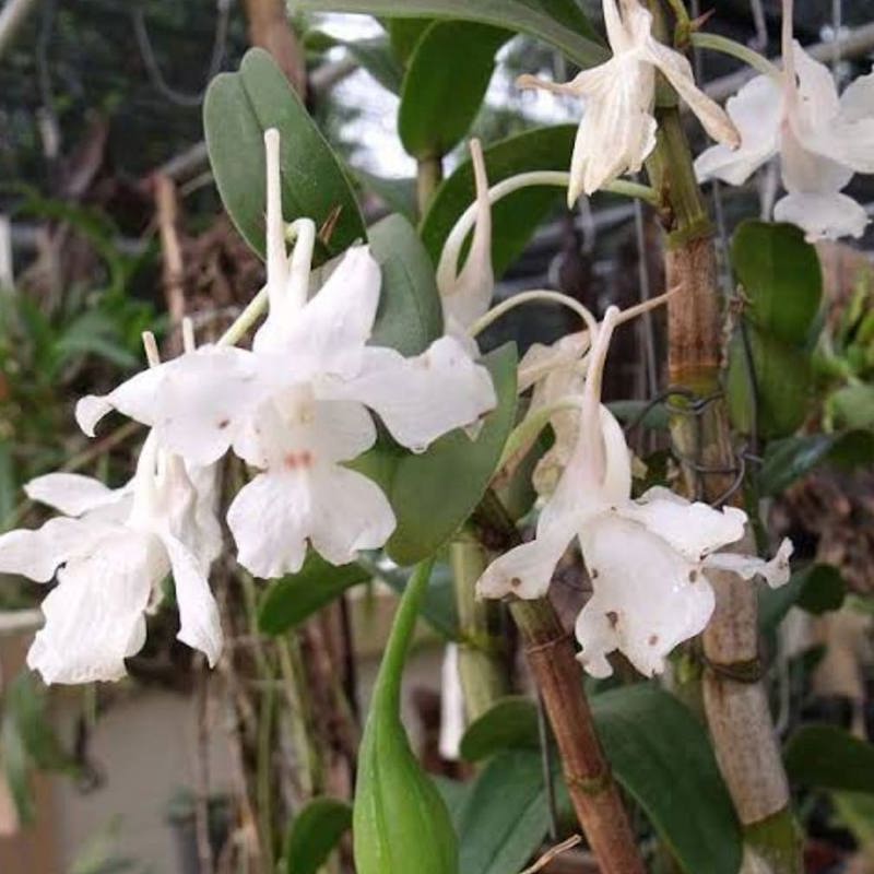 Dendrobium Virgineum