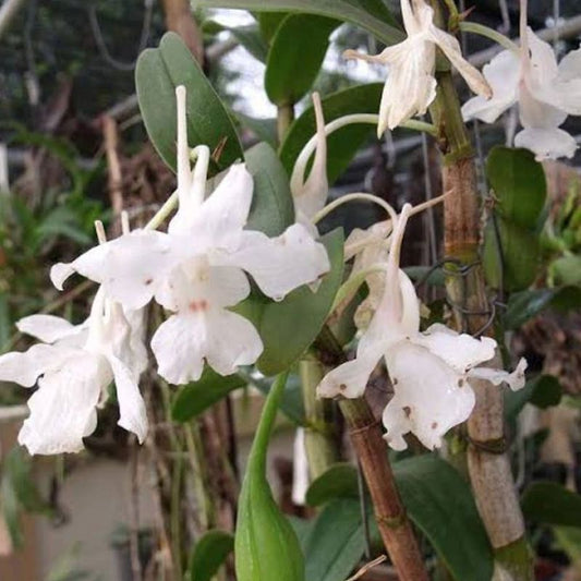 Dendrobium Virgineum