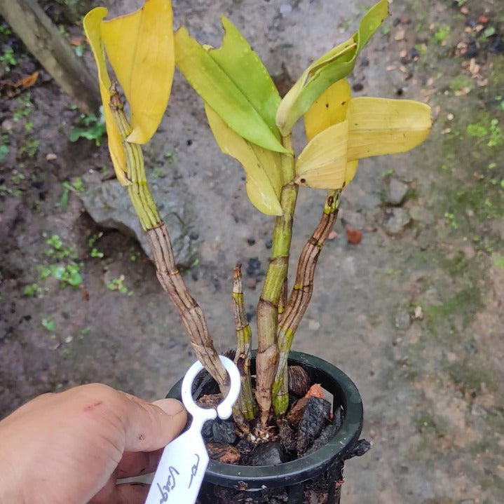 Dendrobium Virgineum