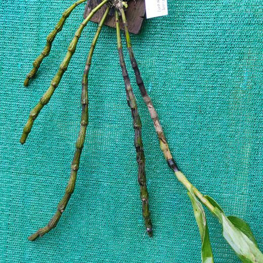 Dendrobium Wardianum