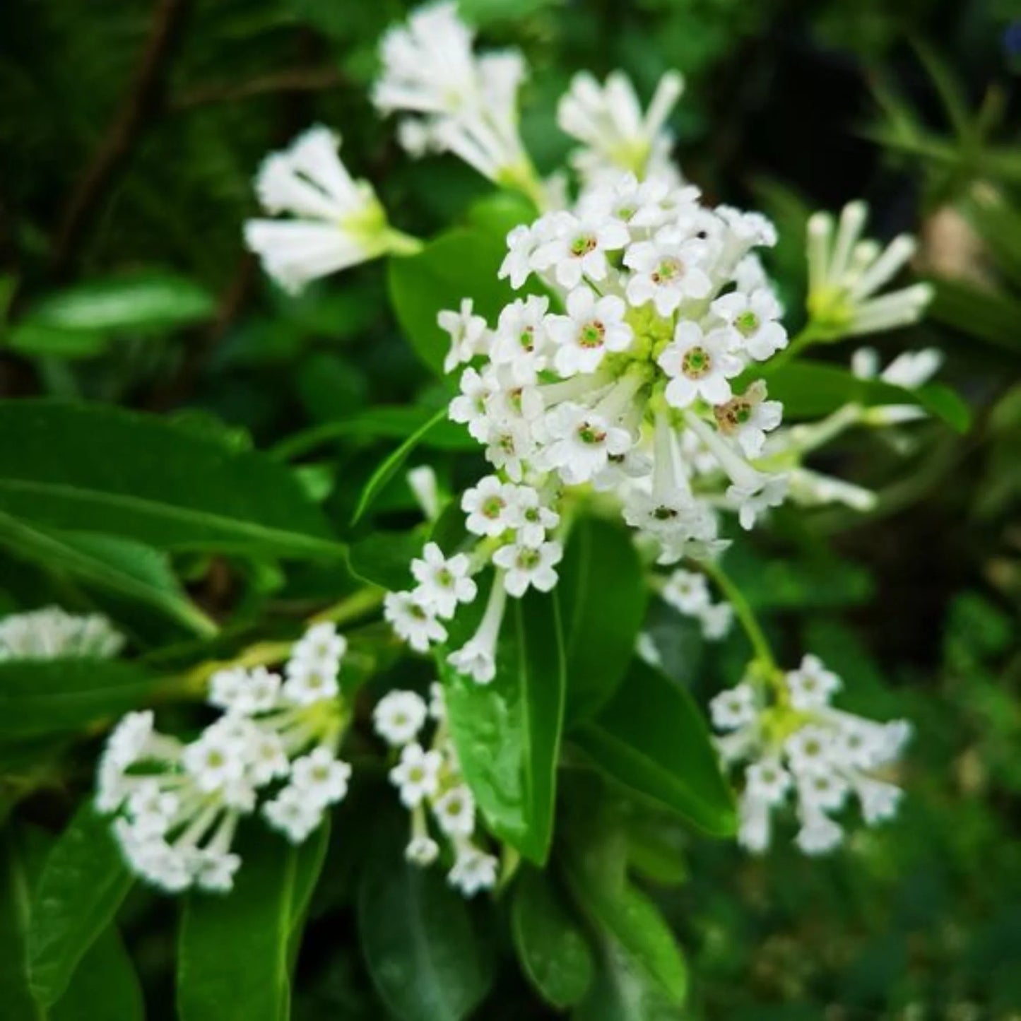 din ka raja (live plant)