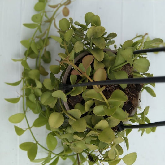 Dischidia Apple Leaves