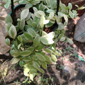Dischidia Oiantha Variegated