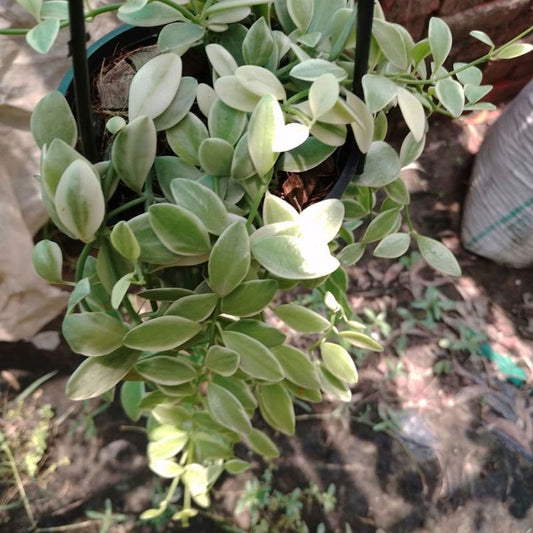 Dischidia Oiantha Variegated