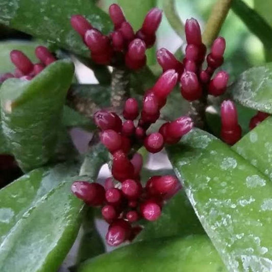 Dischidia Philippines