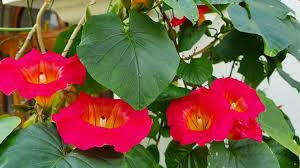 Ipomoea Candyking Vine | Rare Pink & White Morning Glory Climber