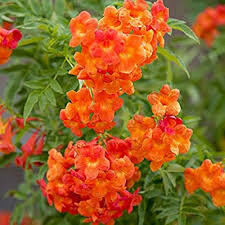 Tecoma Creeper Plant | Yellow Flowering Climber for Garden Walls