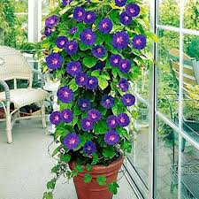 Morning Glory Creeper – Fast-Growing Flowering Vine | Live Climber Plant for Garden & Balcony