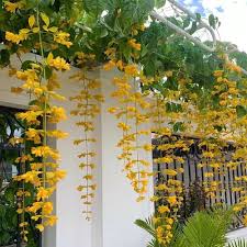 Ashiyana Rang-E-Noor Vine with golden cascading flowers and lush green leaves β perfect for balcony or garden decor.