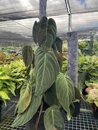 Philodendron Gigas plant – ASHIYANA STORE