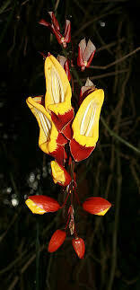 Thunbergia Mysorensis Creeper | Mysore Trumpet Vine | Hanging Flower Plant