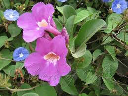 Glow Vine Creeper | Fast Growing Wall Climber Plant | Pyrostegia Venusta