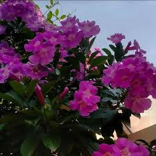 Glow Vine Creeper | Fast Growing Wall Climber Plant | Pyrostegia Venusta