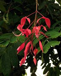 Amherstia Nobilis ( Pride of Burma/ Queen of Flowering Trees) live plant