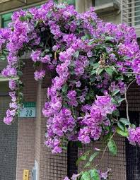 Garlic vine creeper plant (Ashiyana - Rang-E-Raaz Vine)