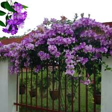 Garlic vine creeper plant (Ashiyana - Rang-E-Raaz Vine)