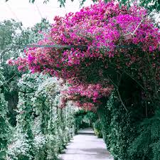 Garlic vine creeper plant (Ashiyana - Rang-E-Raaz Vine)