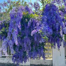 Petra volubillis creeper plant (Ashiyana Rang-E-Noorani Chaadar Vine)