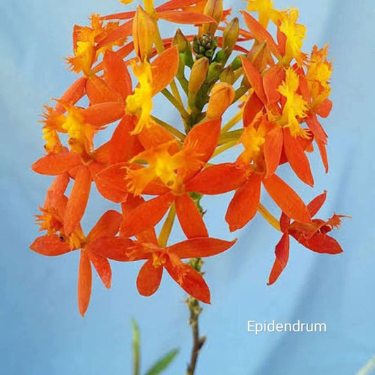 Epidendrum (Large Sized)