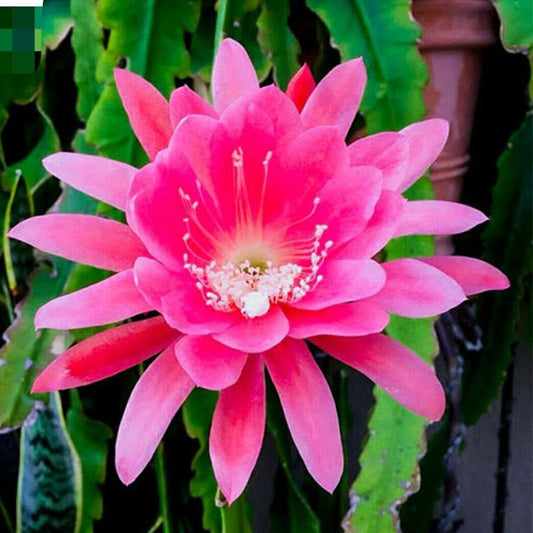 Epiphyllum Pink