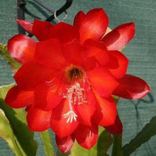 Epiphyllum Red